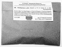 Media resource of Henningsomyces puber